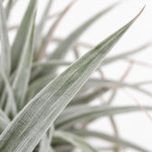Tillandsia Super Silver XL, Nahaufnahme Blatt