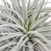 Tillandsia Super Silver XL, Nahaufnahme Wuchs und Triebansatz