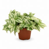 Tradescantia Brightness - 20cm im Kulturtopf