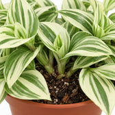 Tradescantia Brightness, Nahaufnahme Wuchs und Triebansatz