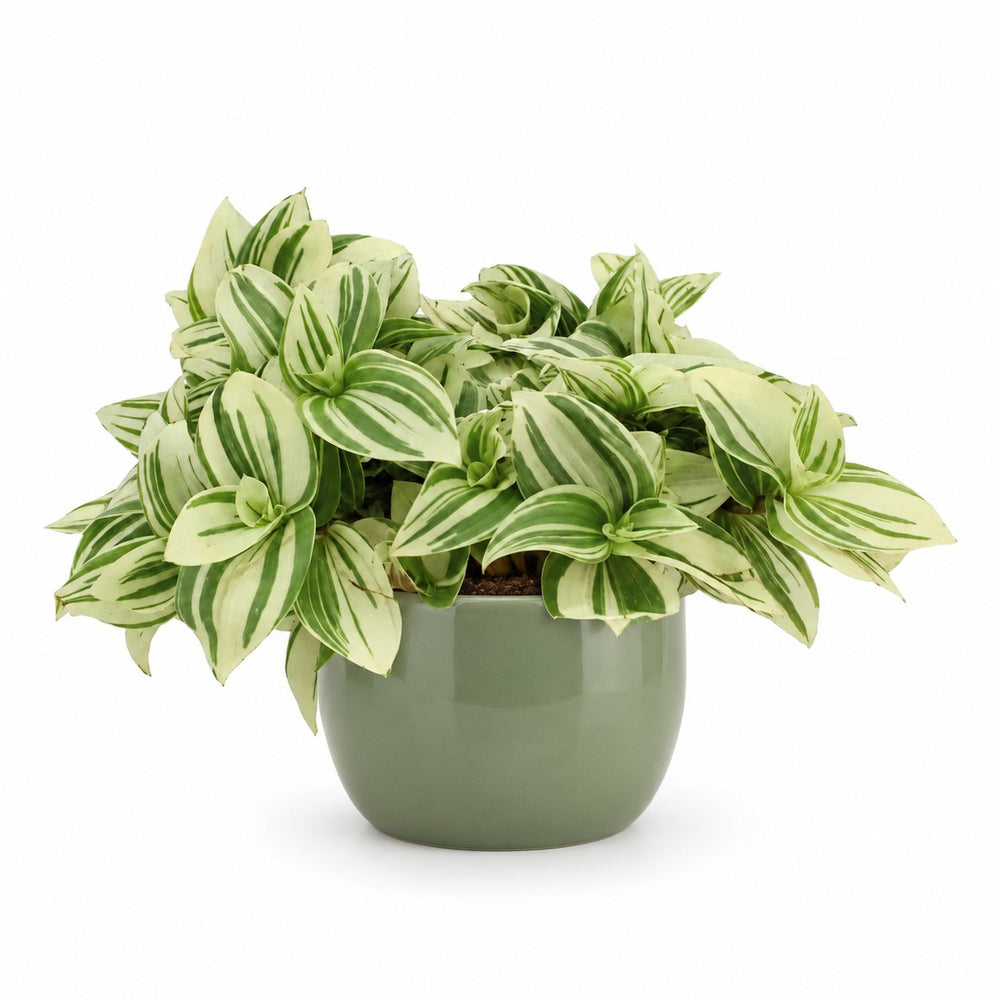 Tradescantia Brightness - 20cm, Stylingbeispiel im Übertopf (Übertopf nicht enthalten)