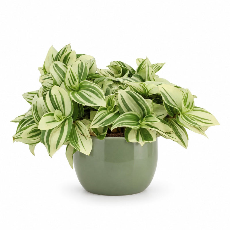 Tradescantia Brightness - 20cm Detail