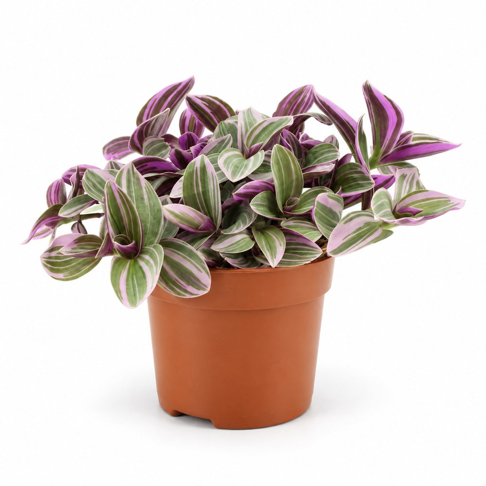 Tradescantia Sweetness - 10cm im Kulturtopf
