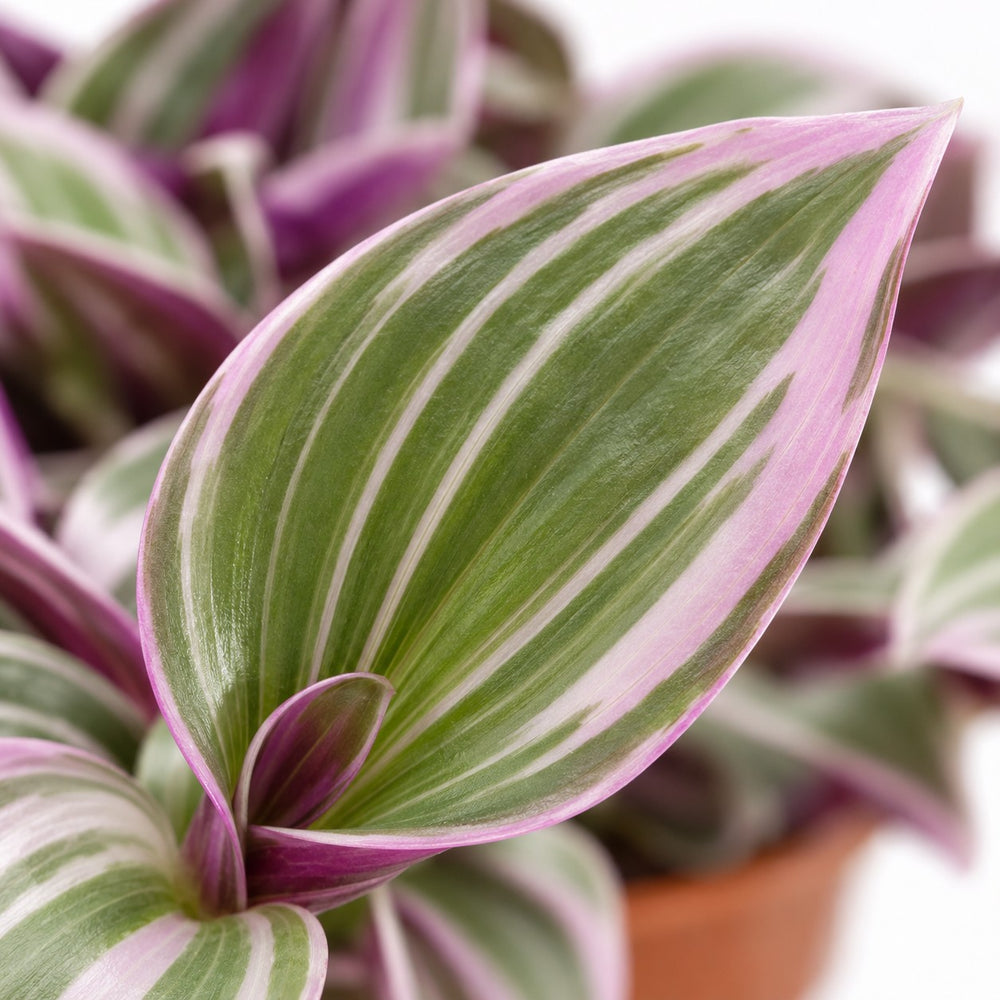 Tradescantia Sweetness, Nahaufnahme Blatt