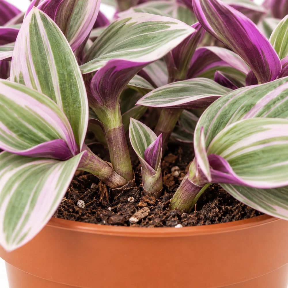 Tradescantia Sweetness, Nahaufnahme Wuchs und Triebansatz