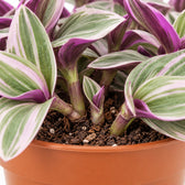 Tradescantia Sweetness, Nahaufnahme Wuchs und Triebansatz