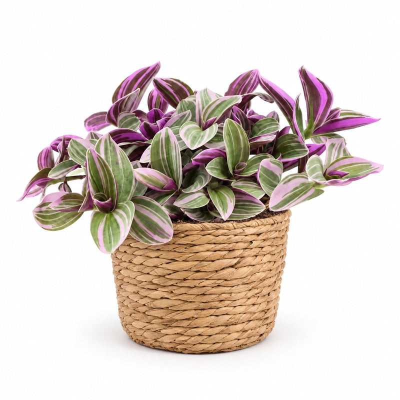 Tradescantia Sweetness - 10cm Detail