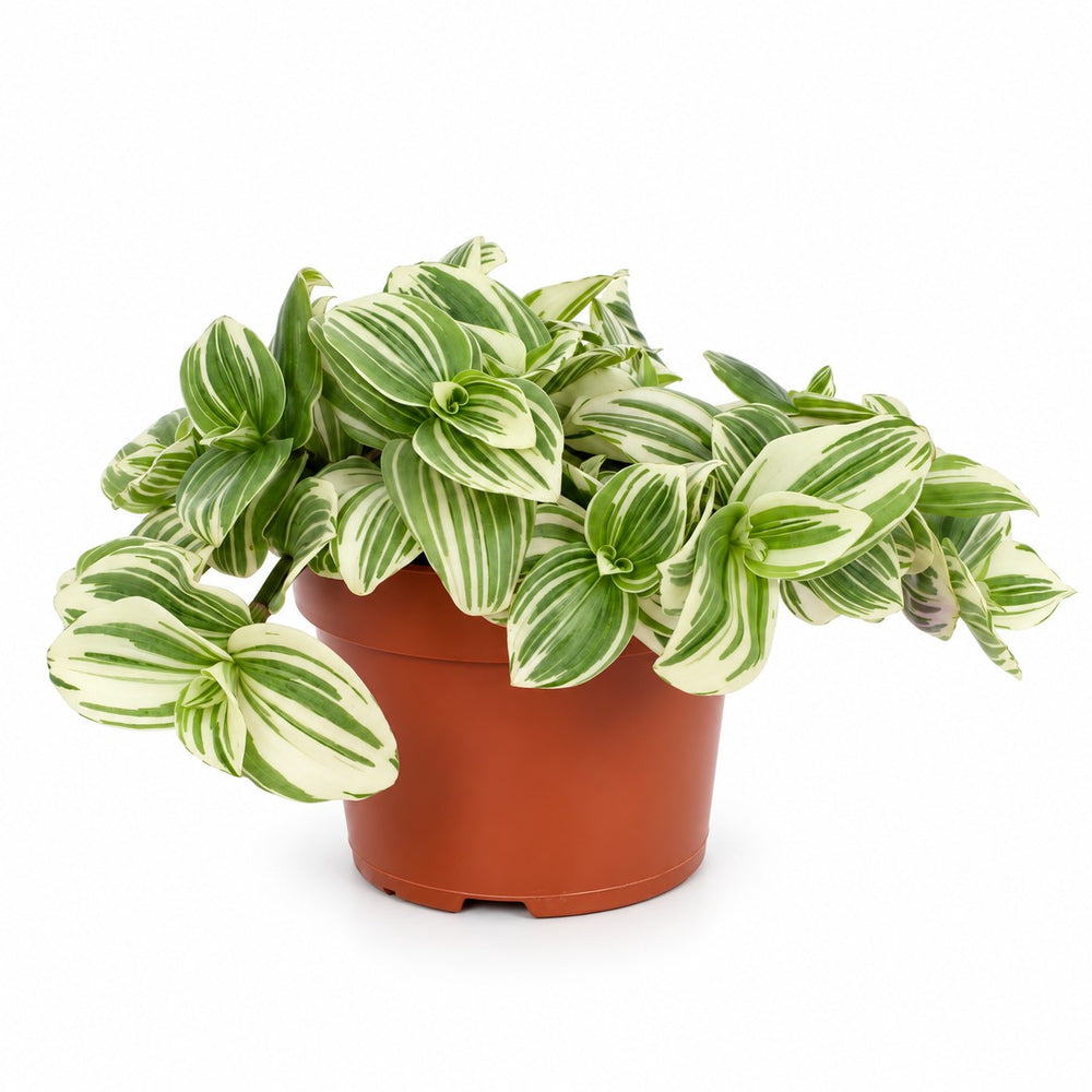 Tradescantia White Beach - 17cm im Kulturtopf