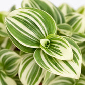 Tradescantia White Beach, Nahaufnahme Blatt
