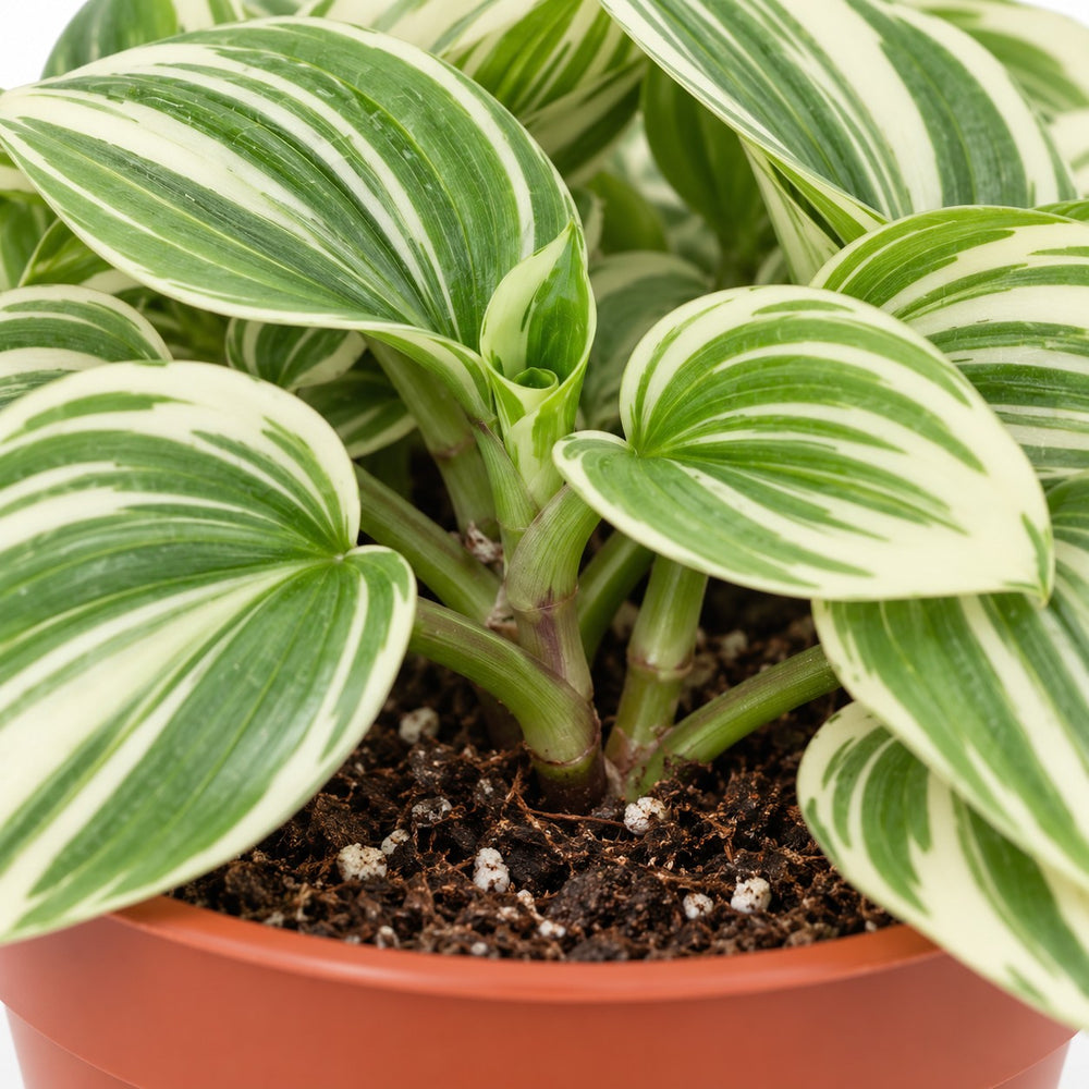 Tradescantia White Beach, Nahaufnahme Wuchs und Triebansatz