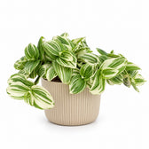 Tradescantia White Beach - 17cm, Stylingbeispiel im Übertopf (Übertopf nicht enthalten)