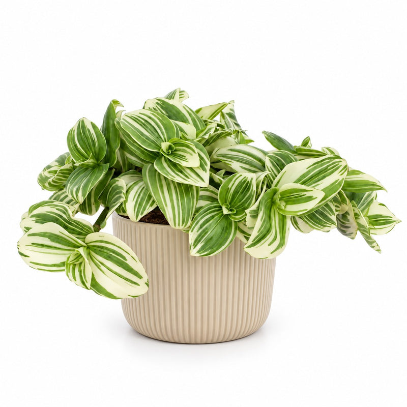 Tradescantia White Beach - 17cm Detail