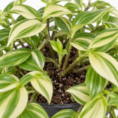 Tradescantia Yellow Hill, Nahaufnahme Wuchs und Triebansatz