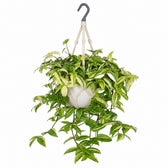 Tradescantia Yellow Hill - 40cm, Stylingbeispiel im Übertopf (Übertopf nicht enthalten)