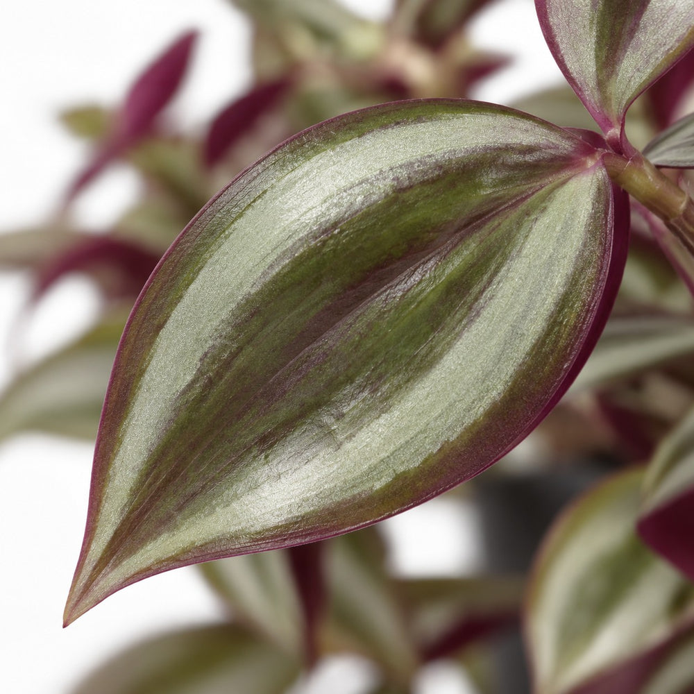 Tradescantia Zebrina Purpusii, Nahaufnahme Blatt