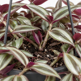 Tradescantia Zebrina Purpusii, Nahaufnahme Wuchs und Triebansatz