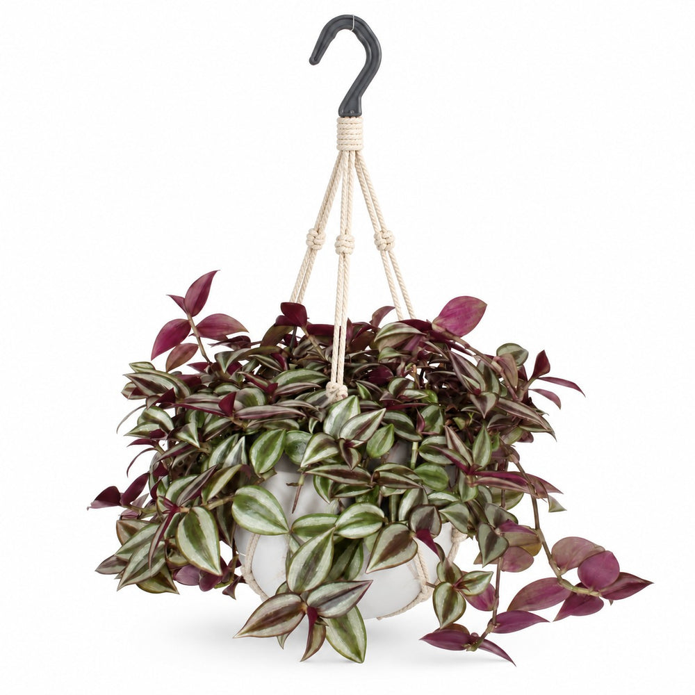 Tradescantia Zebrina Purpusii - 30cm, Stylingbeispiel im Übertopf (Übertopf nicht enthalten)