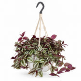 Tradescantia Zebrina Purpusii - 30cm, Stylingbeispiel im Übertopf (Übertopf nicht enthalten)