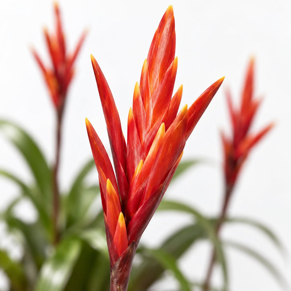 Vriesea, Nahaufnahme Blatt