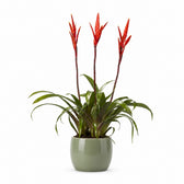 Vriesea - 55cm, Stylingbeispiel im Übertopf (Übertopf nicht enthalten)