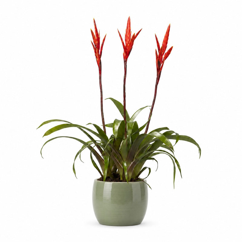 Vriesea - 55cm Detail