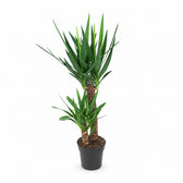 Yucca Elephantipes (100cm, Ø21cm) im Kulturtopf