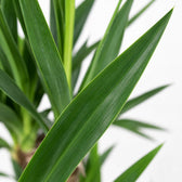 Yucca Elephantipes (100cm, Ø21cm), Nahaufnahme Blatt