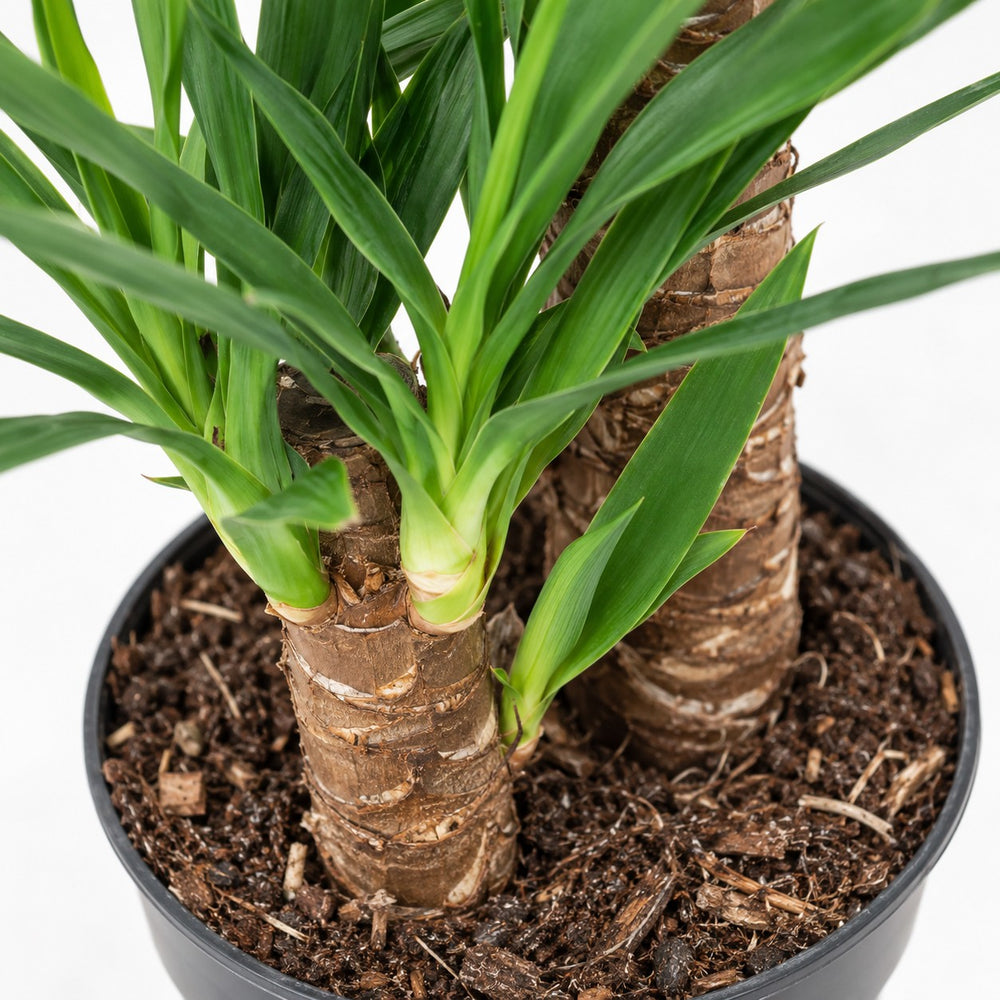 Yucca Elephantipes (100cm, Ø21cm), Nahaufnahme Wuchs und Triebansatz