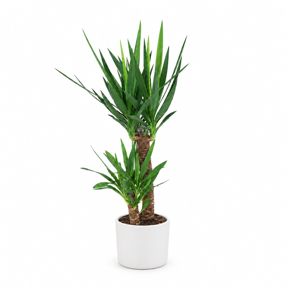 Yucca Elephantipes (100cm, Ø21cm), Stylingbeispiel im Übertopf (Übertopf nicht enthalten)