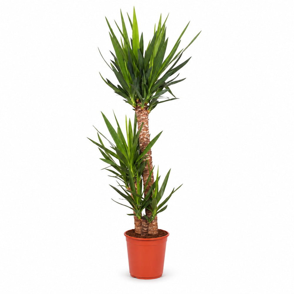 Yucca Elephantipes (125cm, Ø24cm) im Kulturtopf