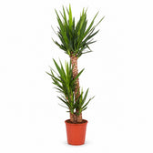 Yucca Elephantipes (125cm, Ø24cm) im Kulturtopf