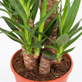 Yucca Elephantipes (125cm, Ø24cm), Nahaufnahme Wuchs und Triebansatz