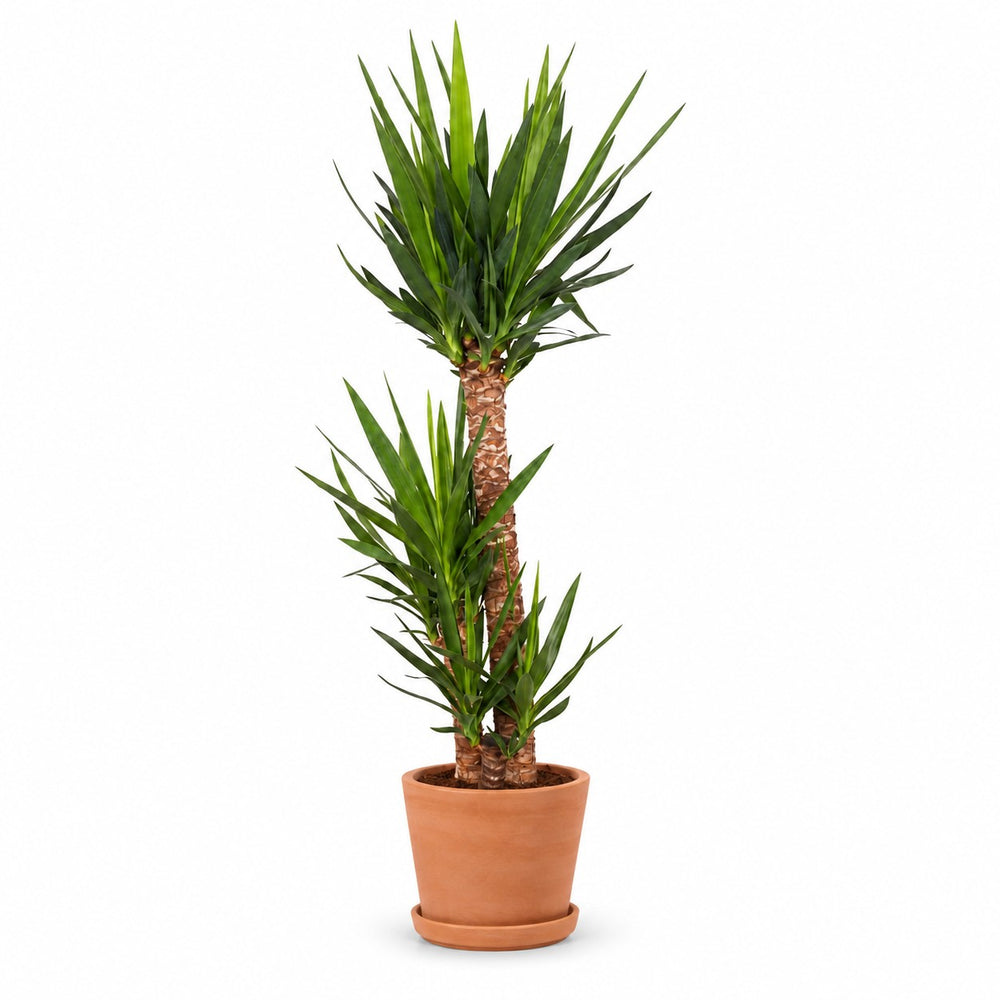 Yucca Elephantipes (125cm, Ø24cm), Stylingbeispiel im Übertopf (Übertopf nicht enthalten)