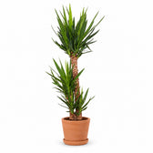 Yucca Elephantipes (125cm, Ø24cm), Stylingbeispiel im Übertopf (Übertopf nicht enthalten)