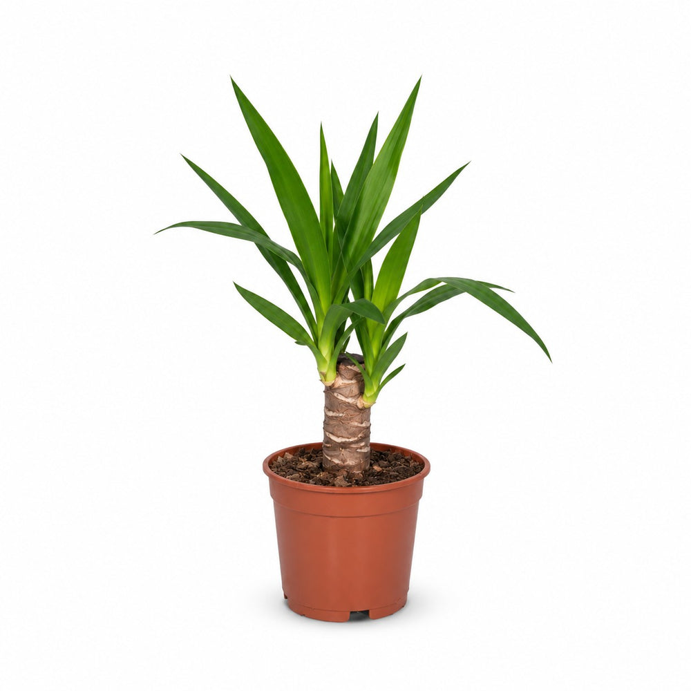 Yucca Elephantipes (40cm, Ø14cm) im Kulturtopf