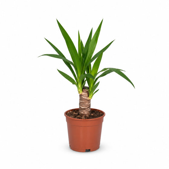 Yucca Elephantipes