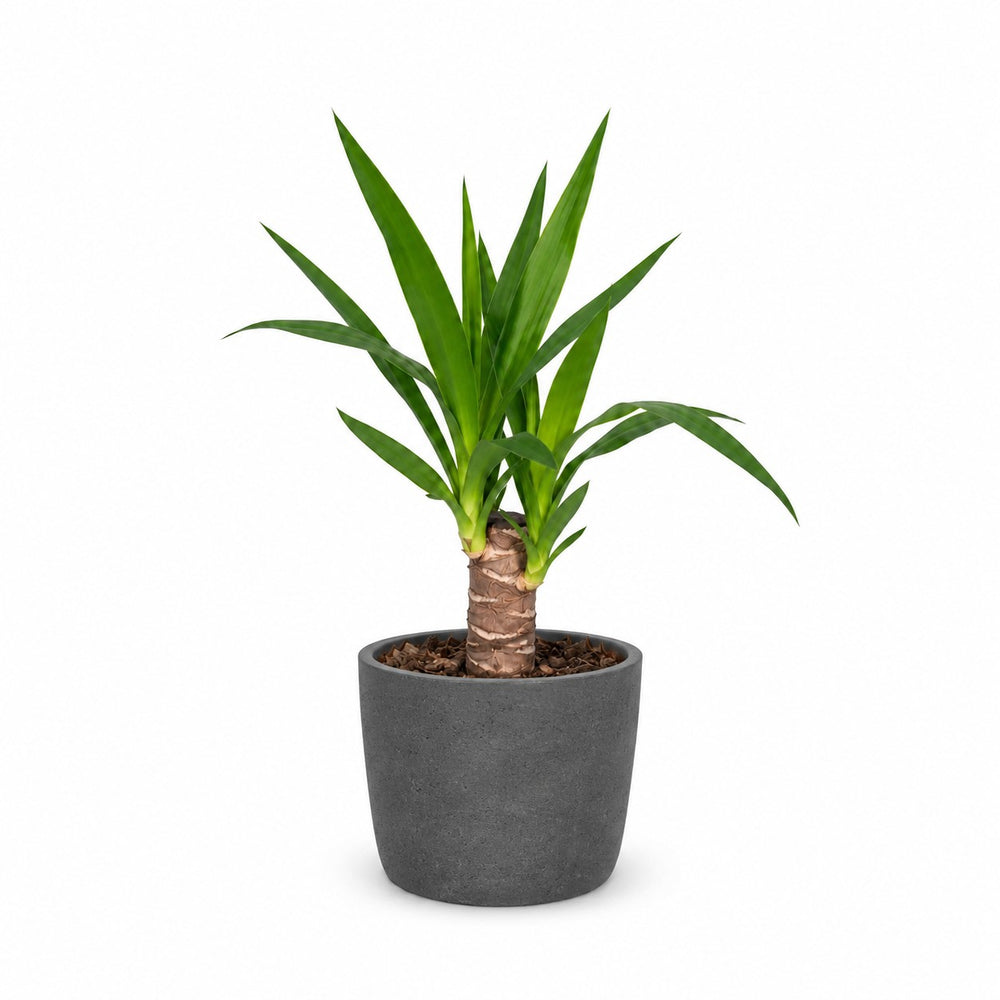 Yucca Elephantipes (40cm, Ø14cm), Stylingbeispiel im Übertopf (Übertopf nicht enthalten)