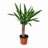 Yucca Elephantipes - 60cm im Kulturtopf