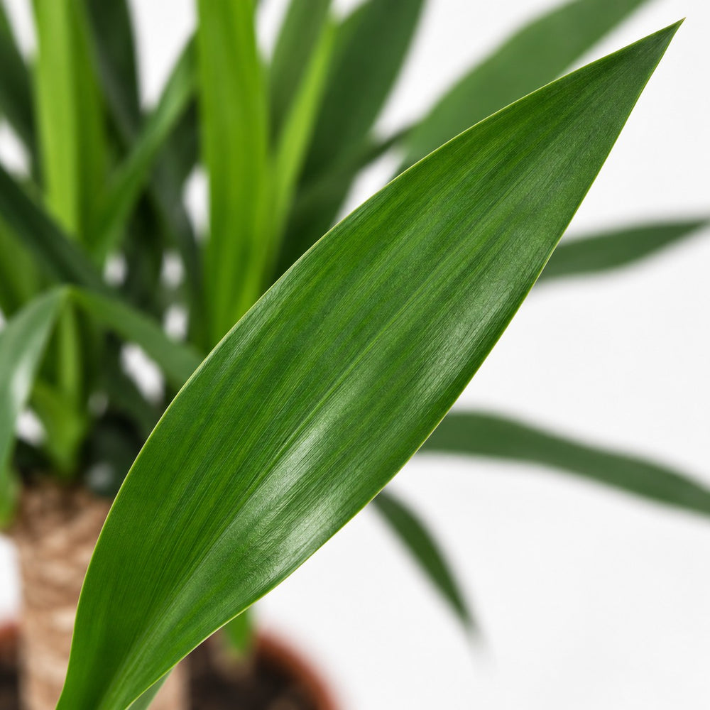 Yucca Elephantipes, Nahaufnahme Blatt