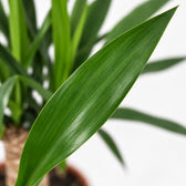 Yucca Elephantipes, Nahaufnahme Blatt