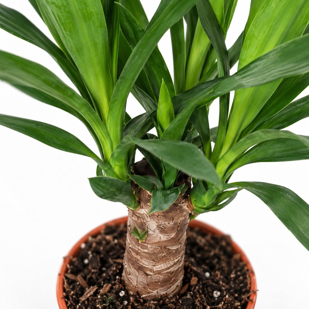 Yucca Elephantipes, Nahaufnahme Wuchs und Triebansatz