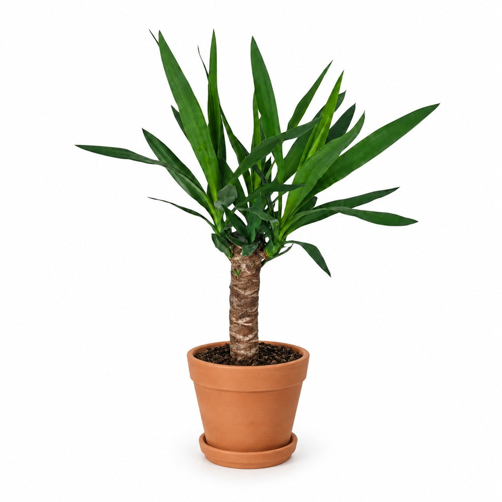 Yucca Elephantipes - 60cm, Stylingbeispiel im Übertopf (Übertopf nicht enthalten)