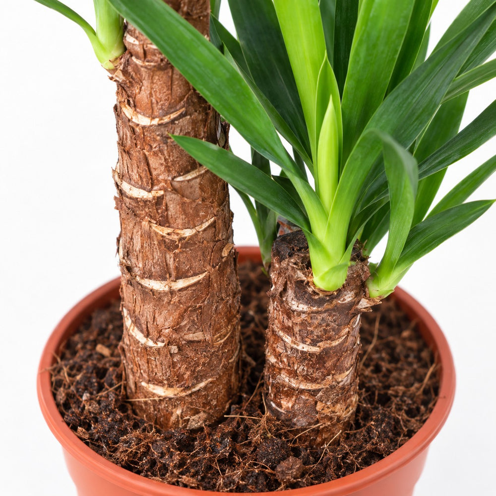 Yucca Elephantipes, Nahaufnahme Wuchs und Triebansatz