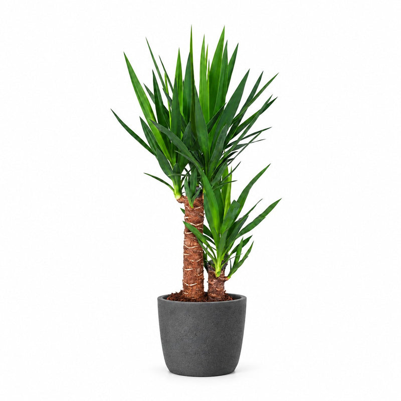 Yucca Elephantipes - 80cm Detail