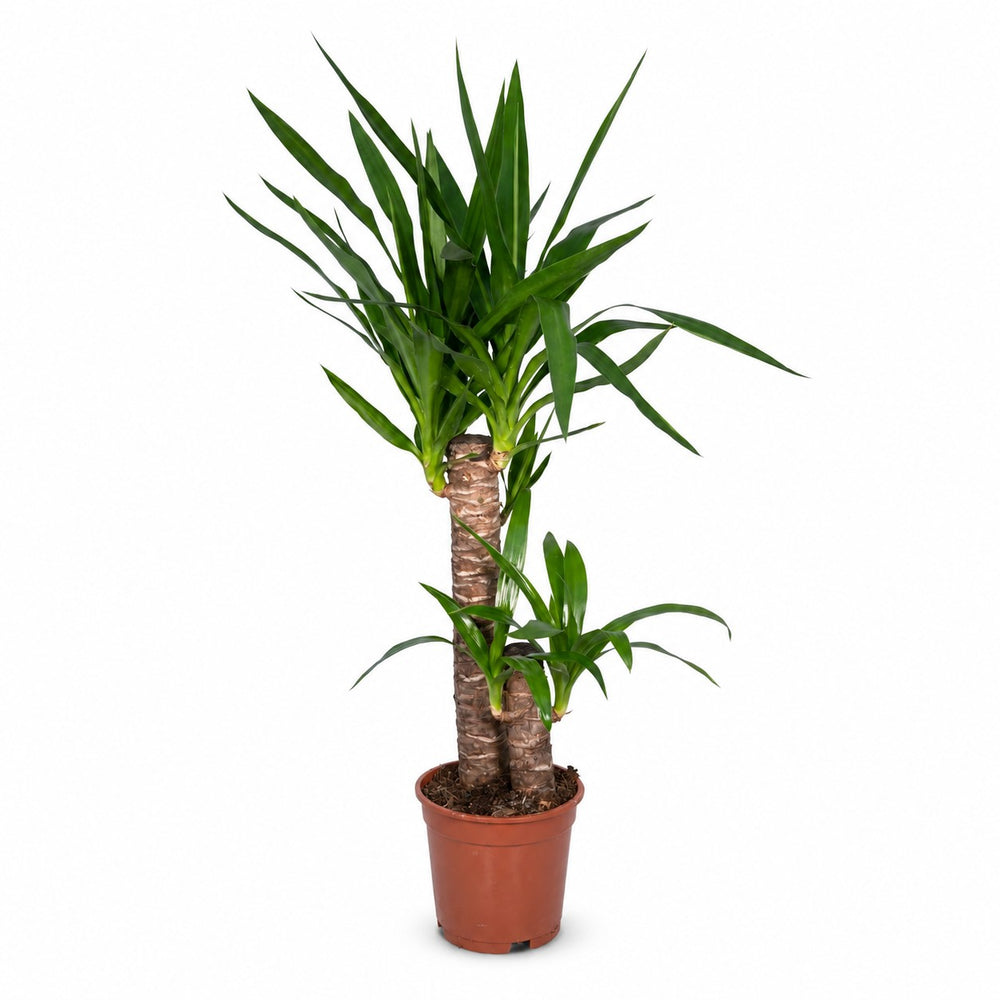 Yucca Elephantipes (85cm, Ø17cm) im Kulturtopf