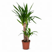 Yucca Elephantipes (85cm, Ø17cm) im Kulturtopf