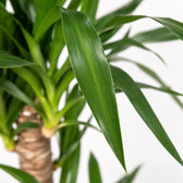 Yucca Elephantipes (85cm, Ø17cm), Nahaufnahme Blatt