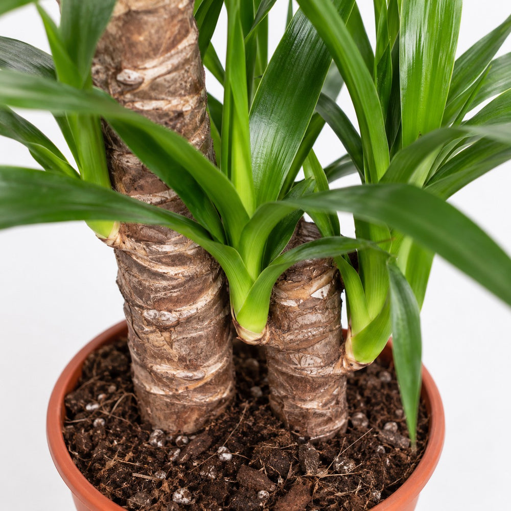 Yucca Elephantipes (85cm, Ø17cm), Nahaufnahme Wuchs und Triebansatz