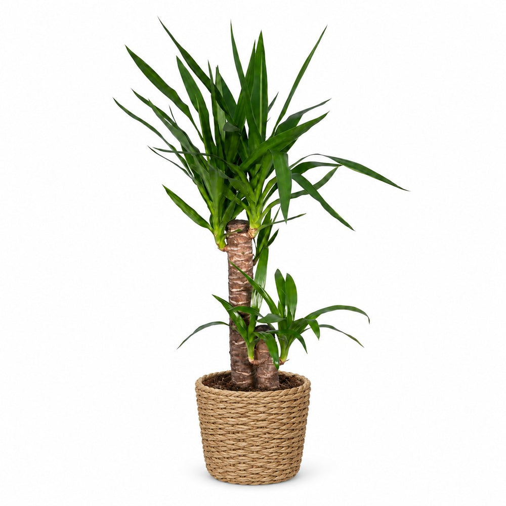 Yucca Elephantipes (85cm, Ø17cm), Stylingbeispiel im Übertopf (Übertopf nicht enthalten)