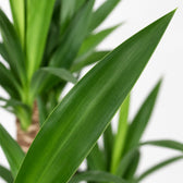 Yucca Elephantipes, Nahaufnahme Blatt